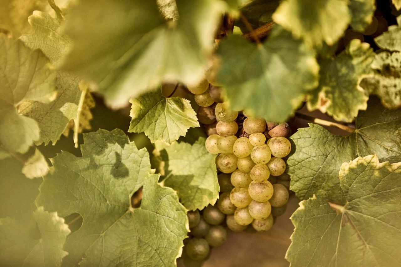 Como Le Montrachet Пюлини-Монтраше Екстериор снимка
